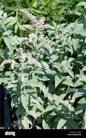 Attēlu rezultāti vaicājumam “Mentha longifolia flower”
