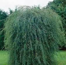 Attēlu rezultāti vaicājumam “Salix purpurea”