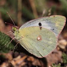 Attēlu rezultāti vaicājumam “Colias croceus underside”