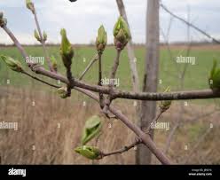 Attēlu rezultāti vaicājumam “Euonymus europaeus bud”
