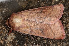 Attēlu rezultāti vaicājumam “Mythimna turca”