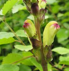 Attēlu rezultāti vaicājumam “Pedicularis sceptrum-carolinum”