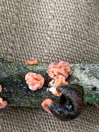 Attēlu rezultāti vaicājumam “Peniophora rufa”