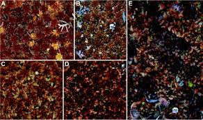 Attēlu rezultāti vaicājumam “Sphagnum angustifolium sporophyte”
