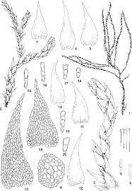 Attēlu rezultāti vaicājumam “Platydictya jungermannioides”