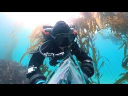 Image result for Breakwater Divers
