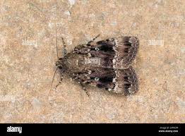 Attēlu rezultāti vaicājumam “Amphipyra pyramidea”