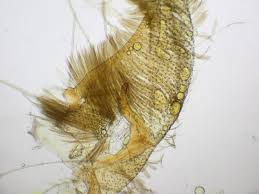 Attēlu rezultāti vaicājumam “Agonopterix ciliella imago”