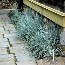 Attēlu rezultāti vaicājumam “Leymus arenarius”