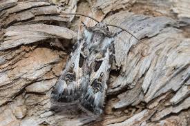 Attēlu rezultāti vaicājumam “Agrotis vestigialis”