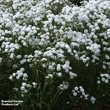 Attēlu rezultāti vaicājumam “Achillea ptarmica fruit”