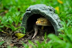 Image result for gravidity leopard gecko