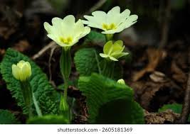 Attēlu rezultāti vaicājumam “Primulaceae”