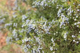Attēlu rezultāti vaicājumam “Juniperus communis male flower”