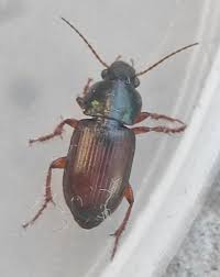 Attēlu rezultāti vaicājumam “Harpalus sp.”