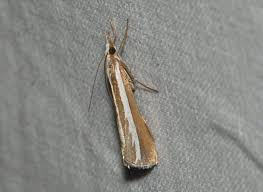 Attēlu rezultāti vaicājumam “Catoptria fulgidella”