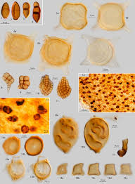 Attēlu rezultāti vaicājumam “Calliergon megalophyllum”