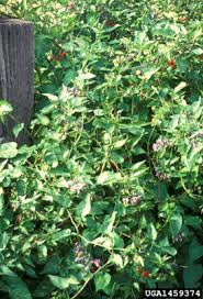 Attēlu rezultāti vaicājumam “Solanum dulcamara”