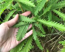 Image result for Potentilla recta