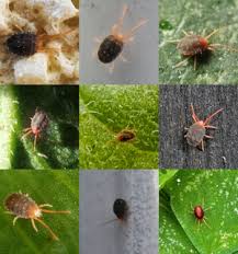 Attēlu rezultāti vaicājumam “Bryobia praetiosa”