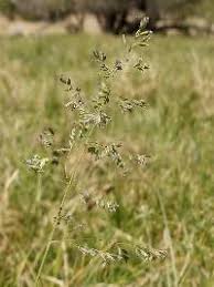 Attēlu rezultāti vaicājumam “Poa compressa”