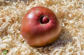 Afbeeldingsresultaat voor black elephant tomato