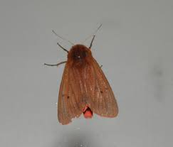 Attēlu rezultāti vaicājumam “Phragmatobia fuliginosa imago”