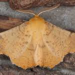 Attēlu rezultāti vaicājumam “Ennomos autumnaria male”