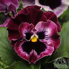 Image result for Viola wittrockiana