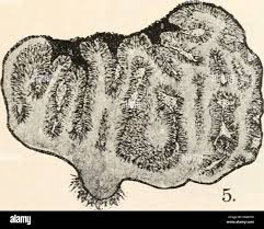 Attēlu rezultāti vaicājumam “Pachyphloeus melanoxanthus”