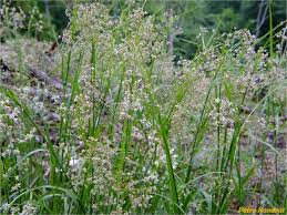 Attēlu rezultāti vaicājumam “Luzula luzuloides”