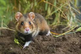 Attēlu rezultāti vaicājumam “Cricetidae”