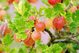 Attēlu rezultāti vaicājumam “Ribes uva-crispa fruit”