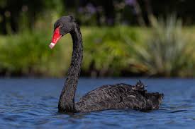 Attēlu rezultāti vaicājumam “Cygnus atratus”