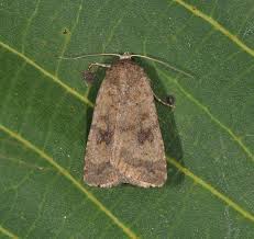 Attēlu rezultāti vaicājumam “Caradrina morpheus”