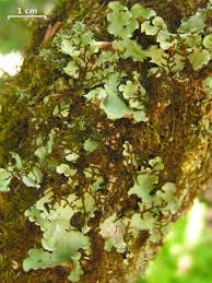 Attēlu rezultāti vaicājumam “Cetrelia olivetorum”