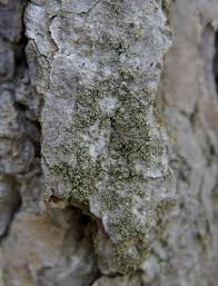 Attēlu rezultāti vaicājumam “Chaenotheca phaeocephala”