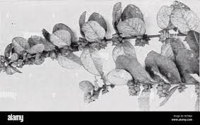 Attēlu rezultāti vaicājumam “Syringa vulgaris fruit”