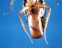 ootheca