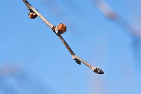 Attēlu rezultāti vaicājumam “Ulmus glabra flower”