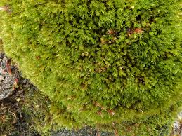 Attēlu rezultāti vaicājumam “Hymenostylium recurvirostrum macro”