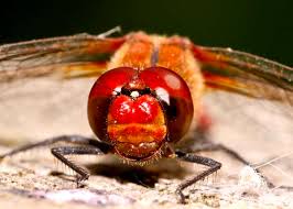 Attēlu rezultāti vaicājumam “Sympetrum sanguineum male”