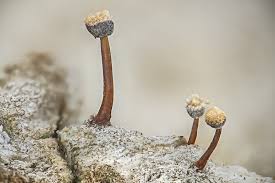 Attēlu rezultāti vaicājumam “Sclerophora farinacea”