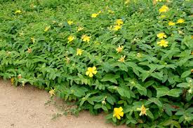 Image result for Johanniskraut