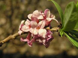 Attēlu rezultāti vaicājumam “Daphne mezereum flower”