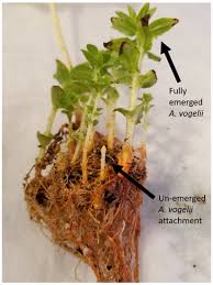 Attēlu rezultāti vaicājumam “Heterotrichia oerstedii (syn. Arcyria oerstedii) stalked”