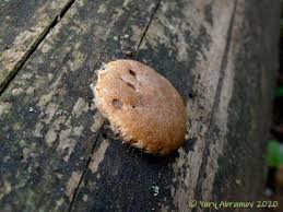 Attēlu rezultāti vaicājumam “Tubifera applanata”