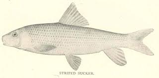 Image result for Minytrema melanops