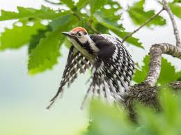 Attēlu rezultāti vaicājumam “Dendrocopos leucotos male”