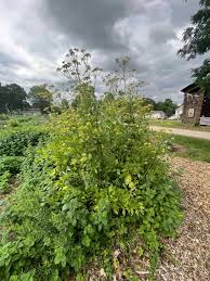 Attēlu rezultāti vaicājumam “Levisticum officinale”